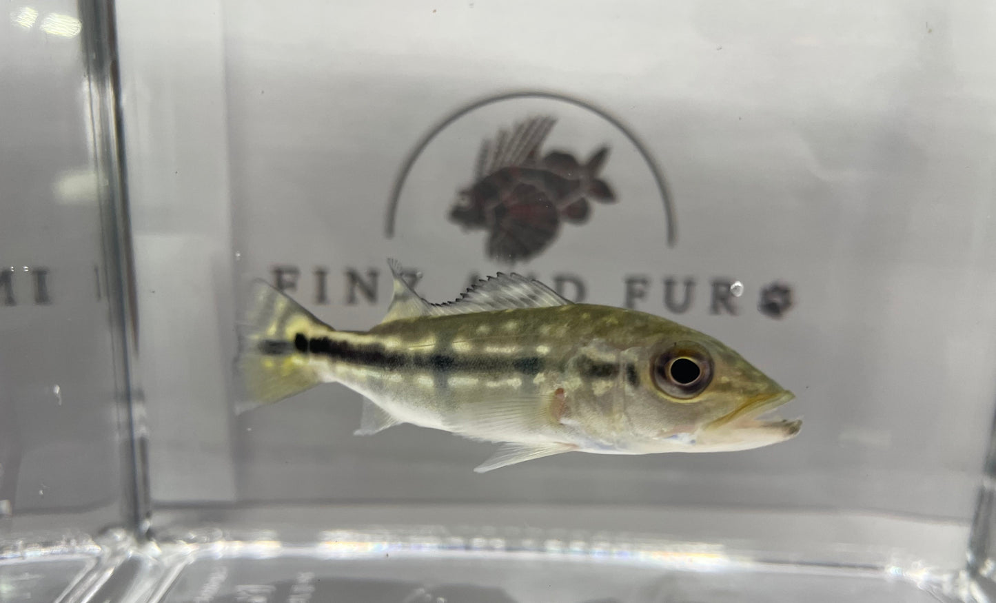 Azul Peacock Bass Small