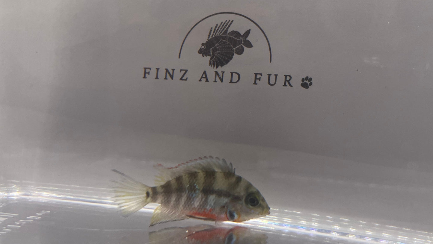 Firemouth Cichlid