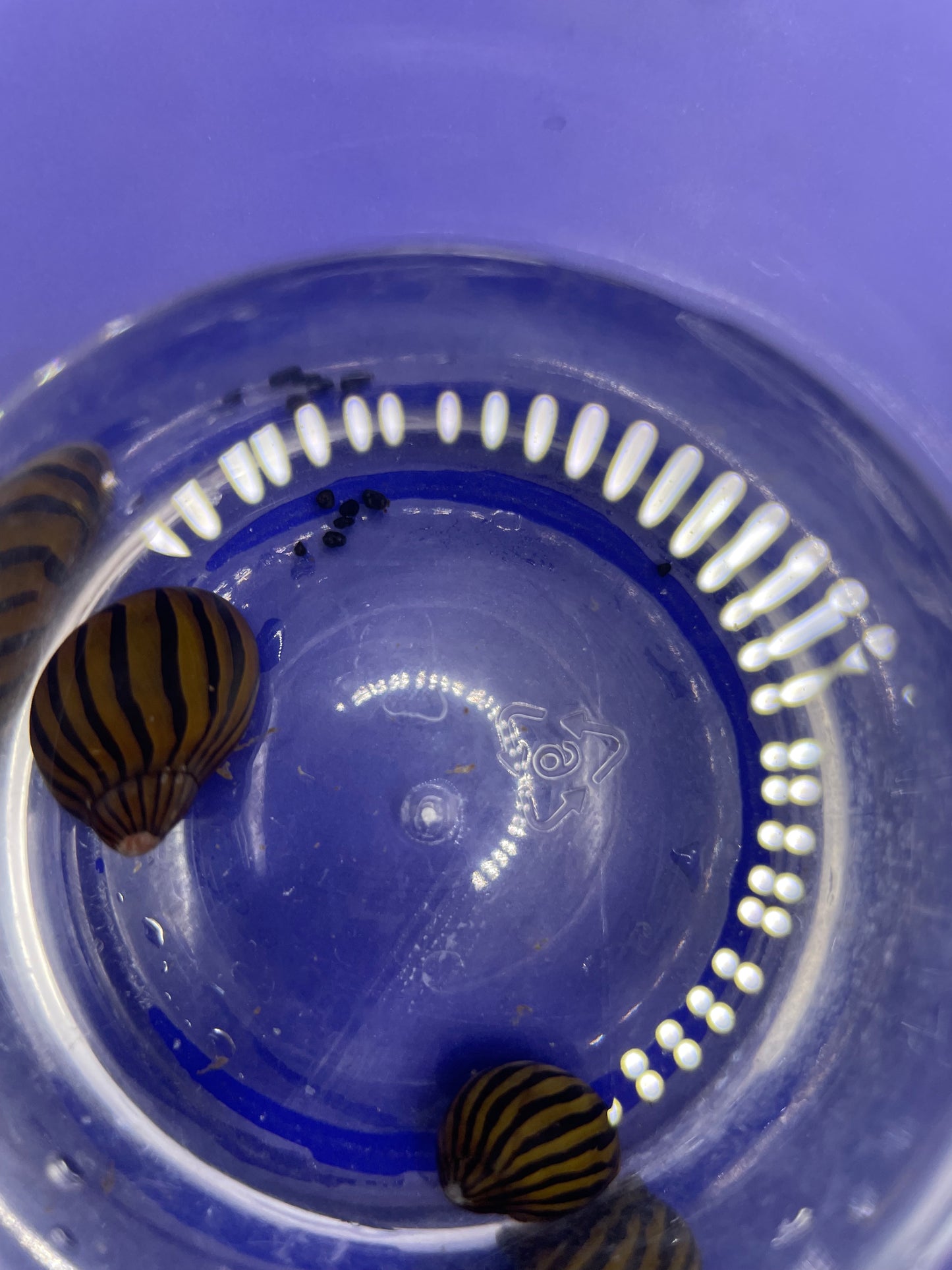 Zebra Nerite Snail