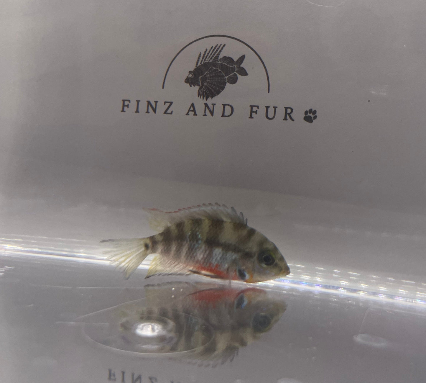 Firemouth Cichlid