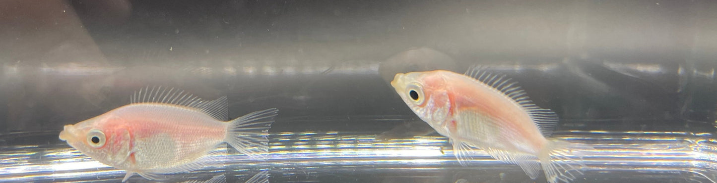 Pink Kissing Gourami