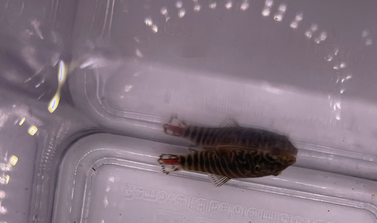 Redtail Reticulated Hillstream Loach