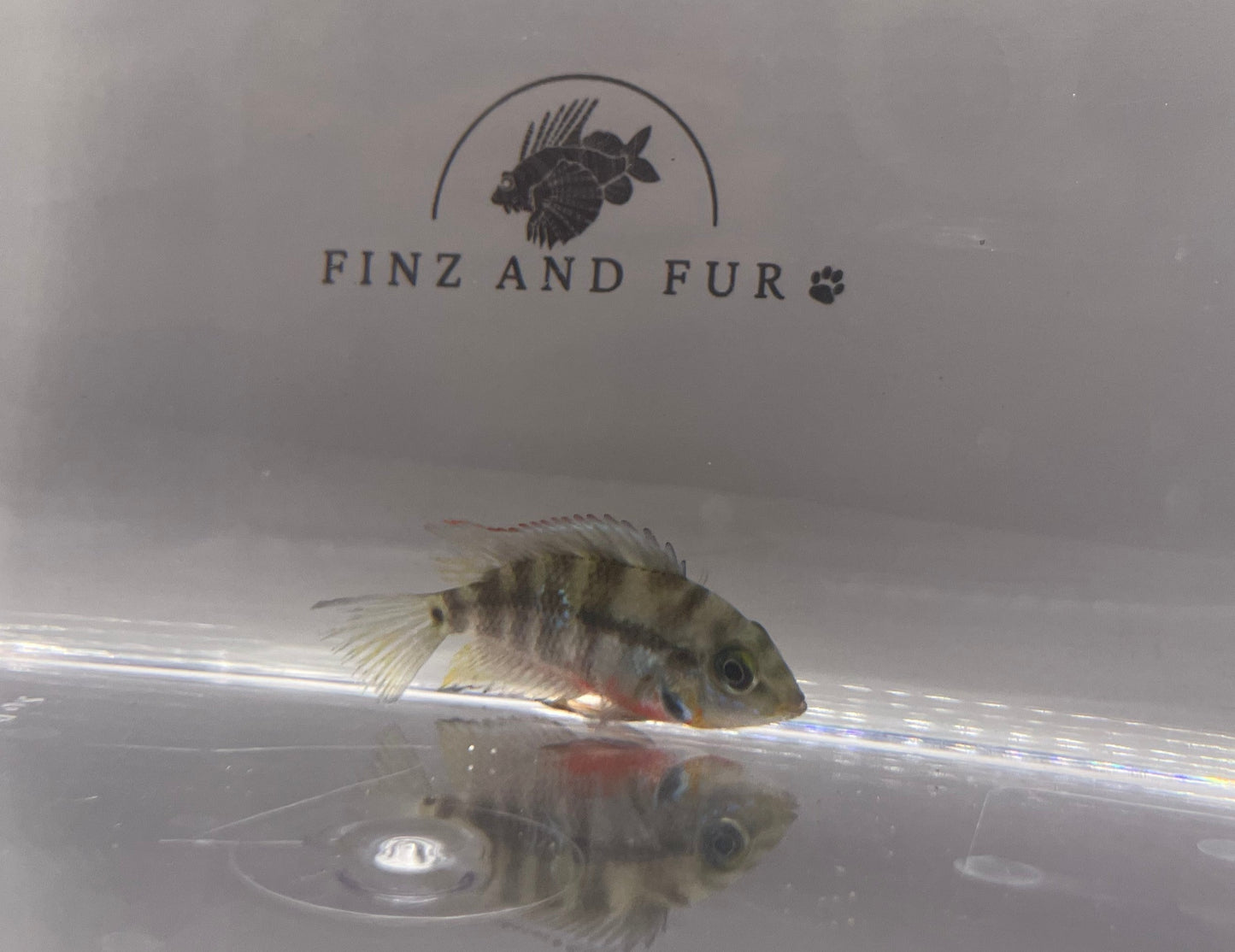 Firemouth Cichlid