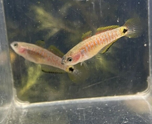 Peacock Gudgeon