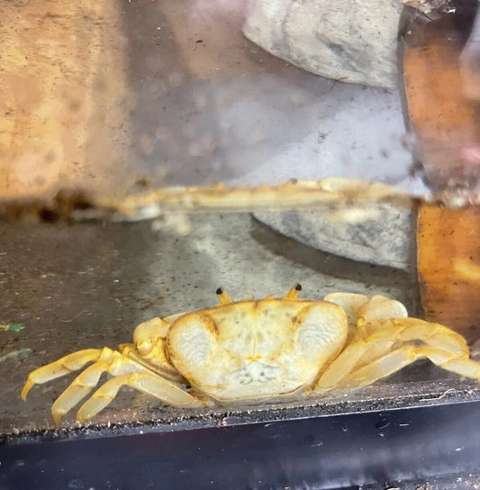 Banana Crab Live Freshwater Invertebrate