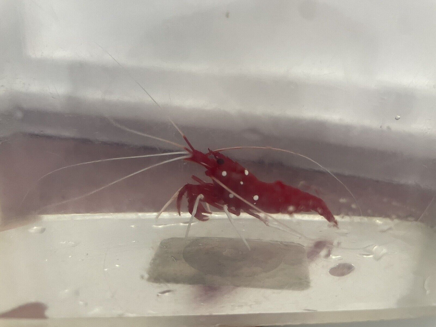 Blood Red Fire Shrimp Saltwater