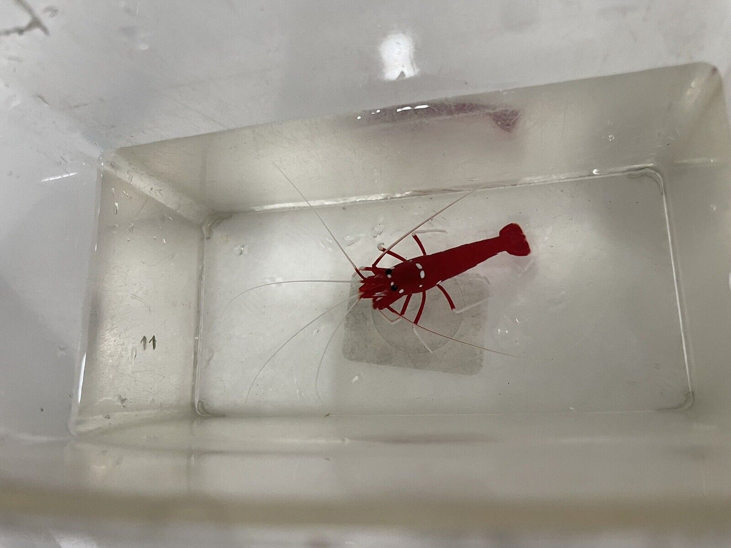 Blood Red Fire Shrimp Saltwater