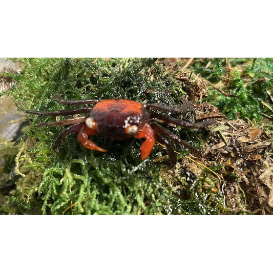 Red Devil Crab