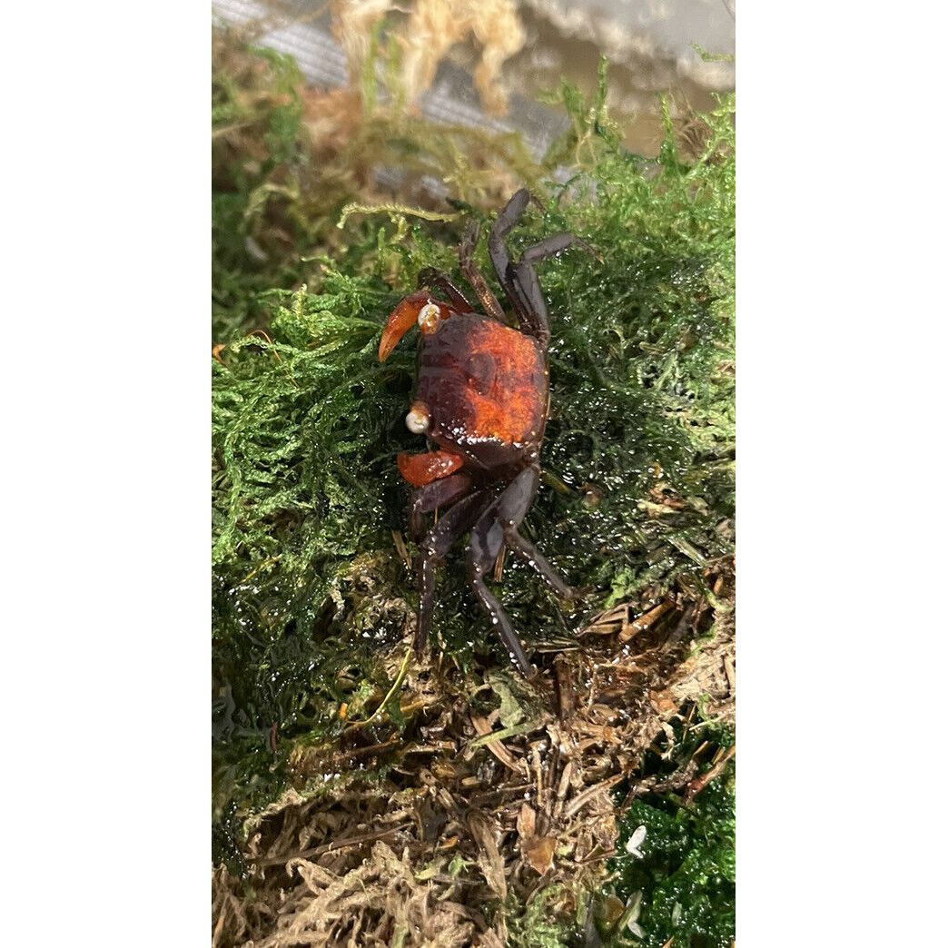 Red Devil Crab