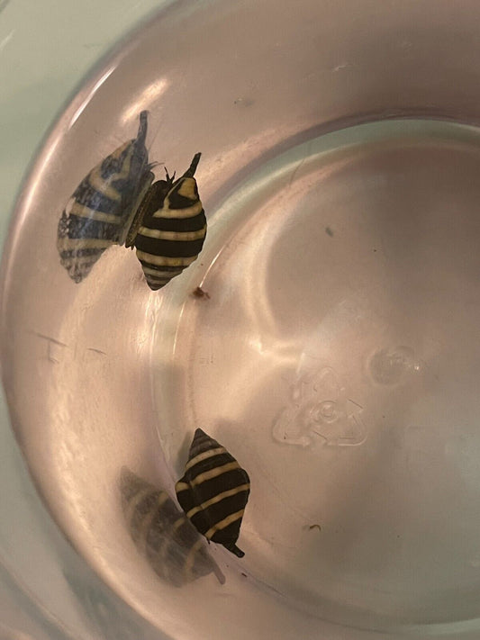 Saltwater Snails  Bumble Bee Snails  (10-pack)